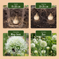 6x Allium Mount Everest - Mount Everest ornamental onion - White - Summer bloomer - Bulb size 16/18