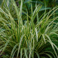Ziergräser - Carex morrowii Ice Dance - Weiß & Grün - 2 Pflanzen - Immergrün - Wenig Pflege - Topf 17cm Höhe 50cm