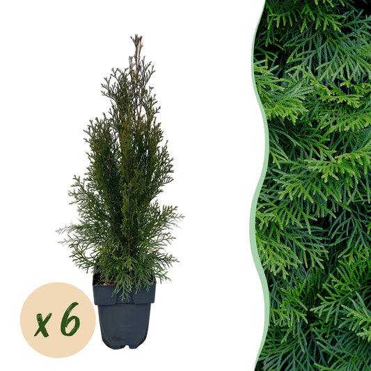 Heckenpflanzen - Thuja occidentalis Smaragd - Blatt grün - 6 Pflanzen - 1 laufender Meter - immergrün - Topf 17cm Höhe 60cm