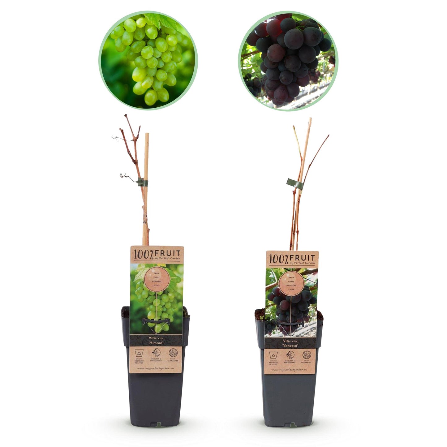 Obstpflanze - Vitis vinifera Himrod - Vanessa - Weinrebe - Kernlos - Blaue & Weiße Traube - 2 Pflanzen - Topf 15cm - Höhe 50cm