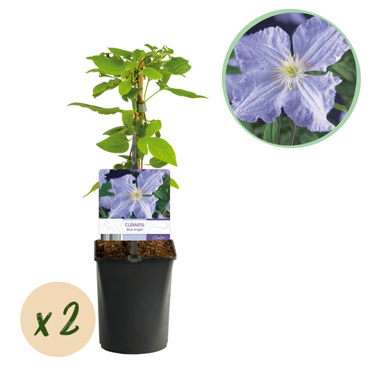 Kletterpflanze - Clematis Blue Angel - Blüte Licht Blau - Wenig Pflege - 2 Pflanzen - Topf 11cm Höhe 40cm