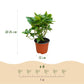 Hydrangea macrophylla Rot - Hortensie - Winterhart - Rot - 1 Pflanze - Topf 12cm - Höhe 20-30cm