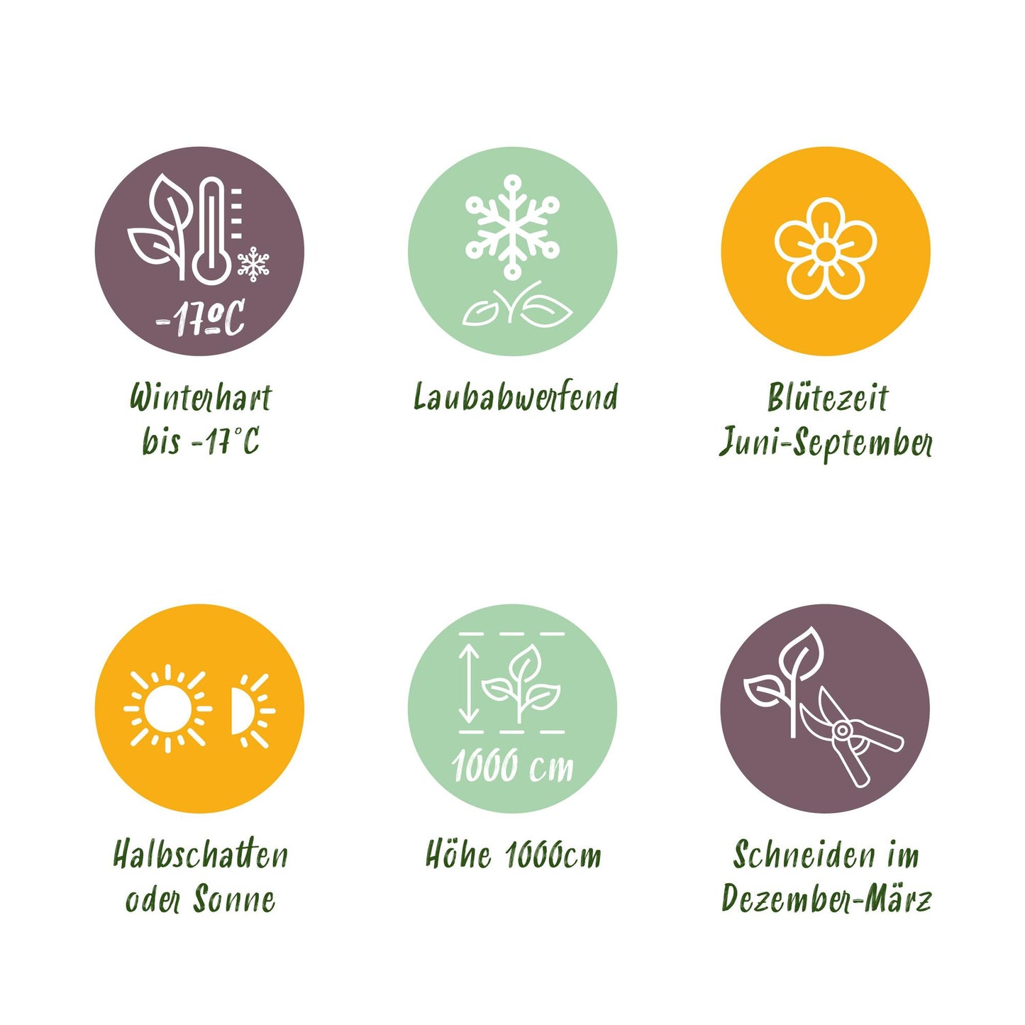 Kletterrose - Rosa New Dawn - Blüte Hellrosa - Wenig Pflege - 2 Pflanzen - Topf 11cm Höhe 40cm