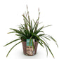 Ziergräser - Carex morrowii Irish Green - Grün & Gelb - 1 Pflanze - Immergrün - Winterhart - Topf 17cm Höhe 50cm