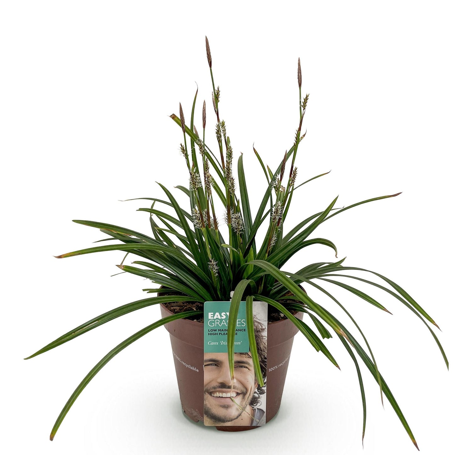 Ziergräser - Carex morrowii Irish Green - Grün & Gelb - 1 Pflanze - Immergrün - Winterhart - Topf 17cm Höhe 50cm
