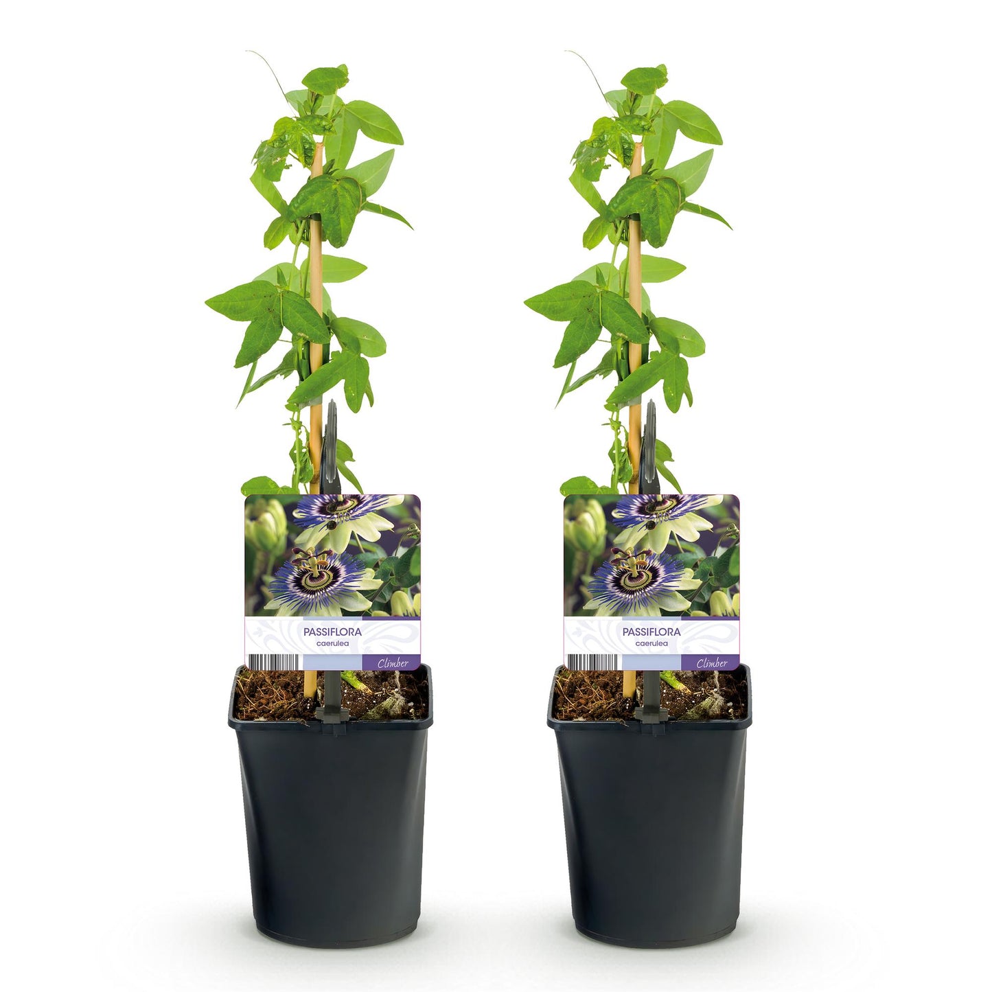 Passionsblume - Passiflora caerulea - Blüte Blau mit Grün Weiß - Wenig Pflege - 2 Pflanzen - Topf 11cm Höhe 40cm