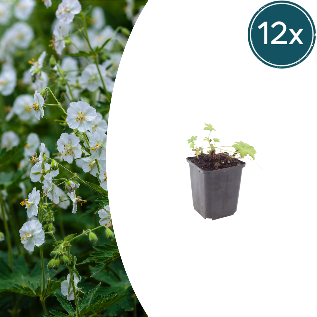 12x Geranium macr. 'White Ness' - ↕10-25cm - Ø9cm
