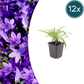 Campanula pers. 'Coerulea' - ↕10-25cm - Ø9cm, 12x