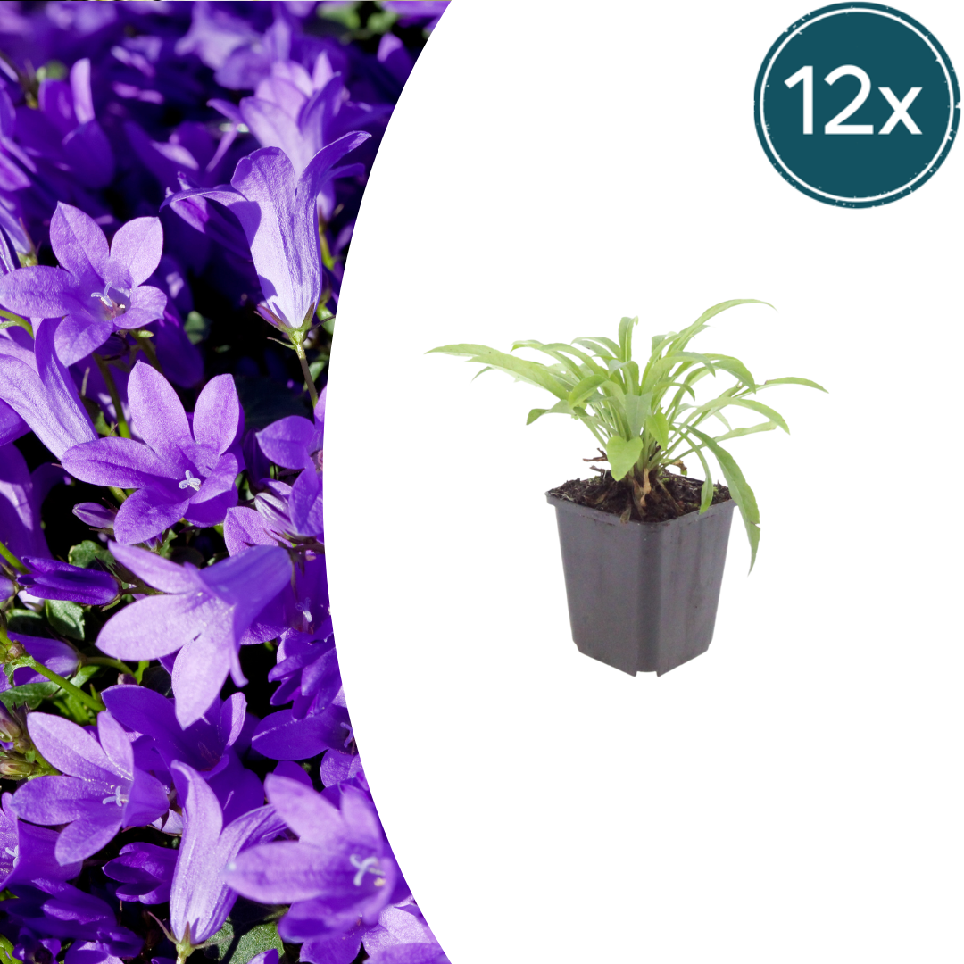 Campanula pers. 'Coerulea' - ↕10-25cm - Ø9cm, 12x