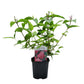 Deutzia hybrida Strawbery Fields - Blüte Rosa - 1 Pflanze - Laubabwerfend - Wenig Pflege - Topf 17cm Höhe 45cm