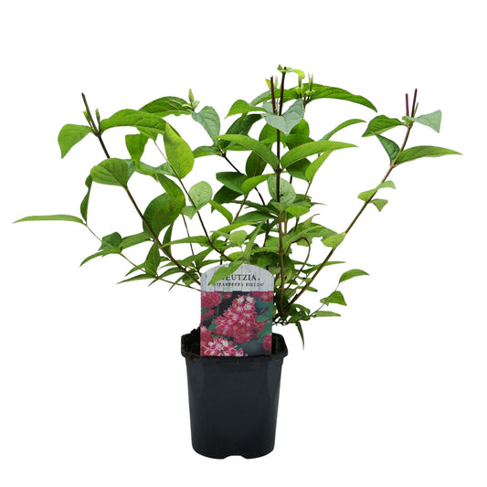 Deutzia hybrida Strawbery Fields - Blüte Rosa - 1 Pflanze - Laubabwerfend - Wenig Pflege - Topf 17cm Höhe 45cm