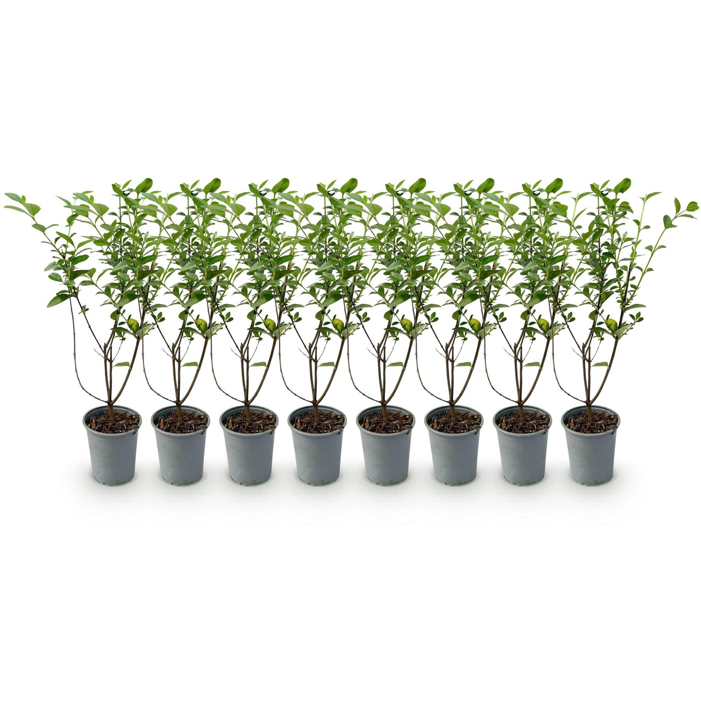 Heckenpflanzen - Ligustrum ovalifolium - Blatt grün - 8 Pflanzen - 1 laufender Meter - immergrün - Topf 9cm Höhe 35-40cm