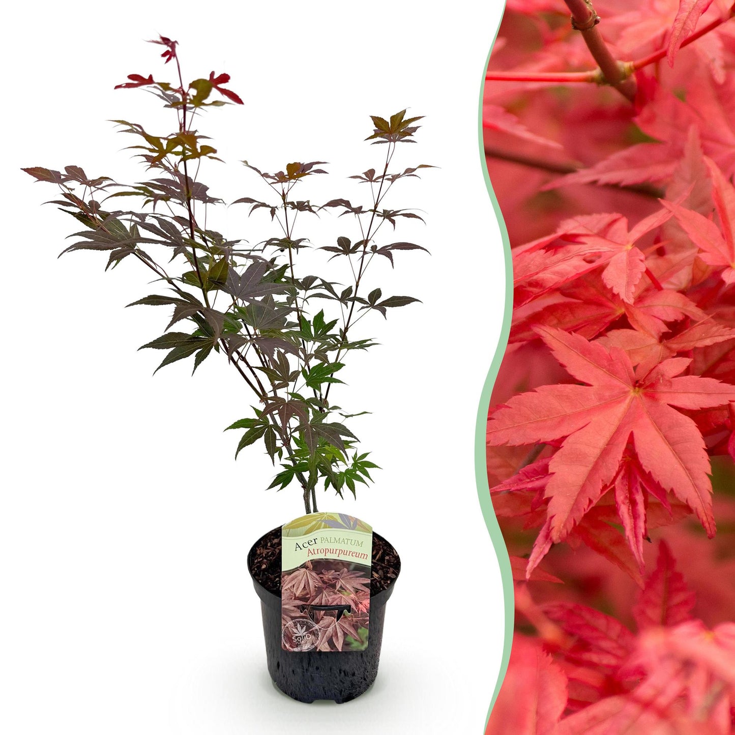 Japanischer Ahorn - Acer palmatum Atropurpureum - Lila - 1 Pflanze - Laubabwerfend - Topf 19cm Höhe 70cm