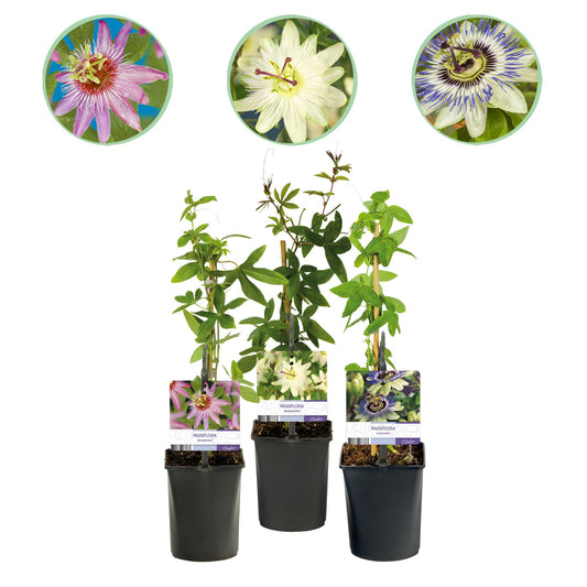 Passiflora Tricolour - Blüte Rosa Weiß Lila - Wenig Pflege - 3 Pflanzen - Topf 11cm Höhe 40cm