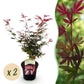 Japanischer Ahorn - Acer palmatum Shaina - Rot - 2 Pflanzen - Laubabwerfend - Topf 19cm Höhe 70cm