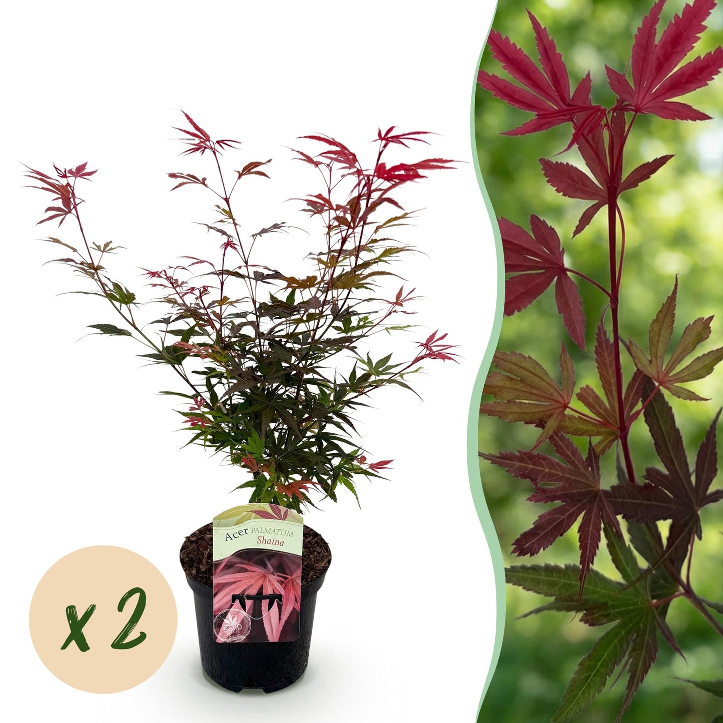 Japanischer Ahorn - Acer palmatum Shaina - Rot - 2 Pflanzen - Laubabwerfend - Topf 19cm Höhe 70cm