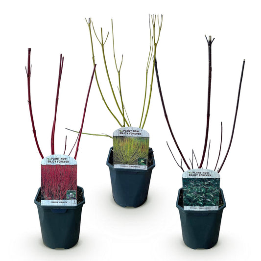 Cornus alba Tricolour - Kombination aus Roten, Grünen und Lila Zweigen - 3 Pflanzen - Topf 17cm Höhe 45cm