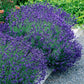 Lavandula angustifolia Hidcote - Lavendel - Winterhart - Lila - 1 Pflanze - Topf 12cm - Höhe 15-25cm