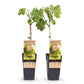 Obstpflanze - Vitis vinifera Vroege van der Laan - Weinrebe - Winterhart - Weiße Traube - 2 Pflanzen - Topf 15cm - Höhe 50cm