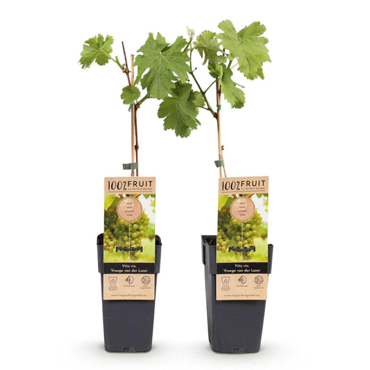 Obstpflanze - Vitis vinifera Vroege van der Laan - Weinrebe - Winterhart - Weiße Traube - 2 Pflanzen - Topf 15cm - Höhe 50cm