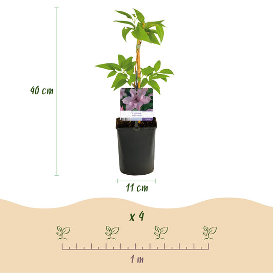 Kletterpflanze - Clematis Hagley Hybrid - Blüte Rosa - Wenig Pflege - 2 Pflanzen - Topf 11cm Höhe 40cm