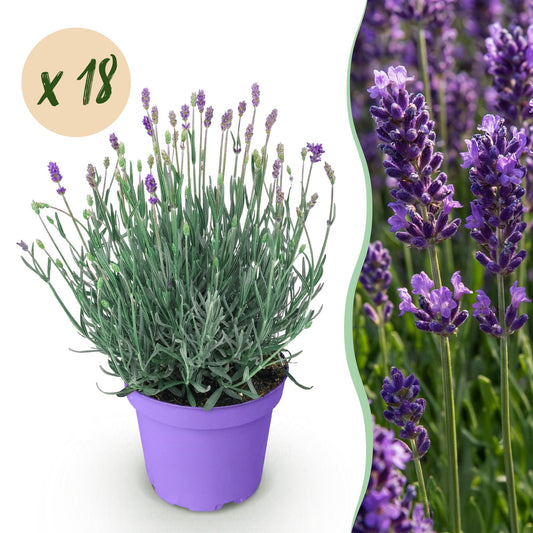Lavandula angustifolia Munstead - Lavendel - Winterhart - Lila - 18 Pflanzen - Topf 12cm - Höhe 15-25cm