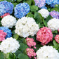 Hydrangea macrophylla Tricolour - Hortensie - Winterfest - Rot-Blau-Weiß - 3 Pflanzen - Topf 12cm - Höhe 20-30cm