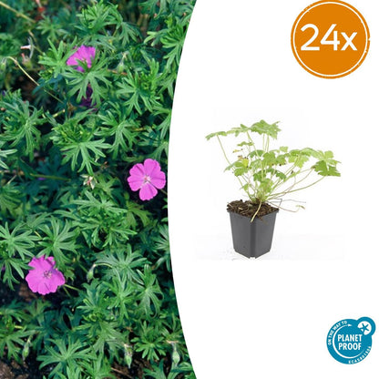 24x Geranium 'Tiny Monster' - ↕10-25cm - Ø9cm