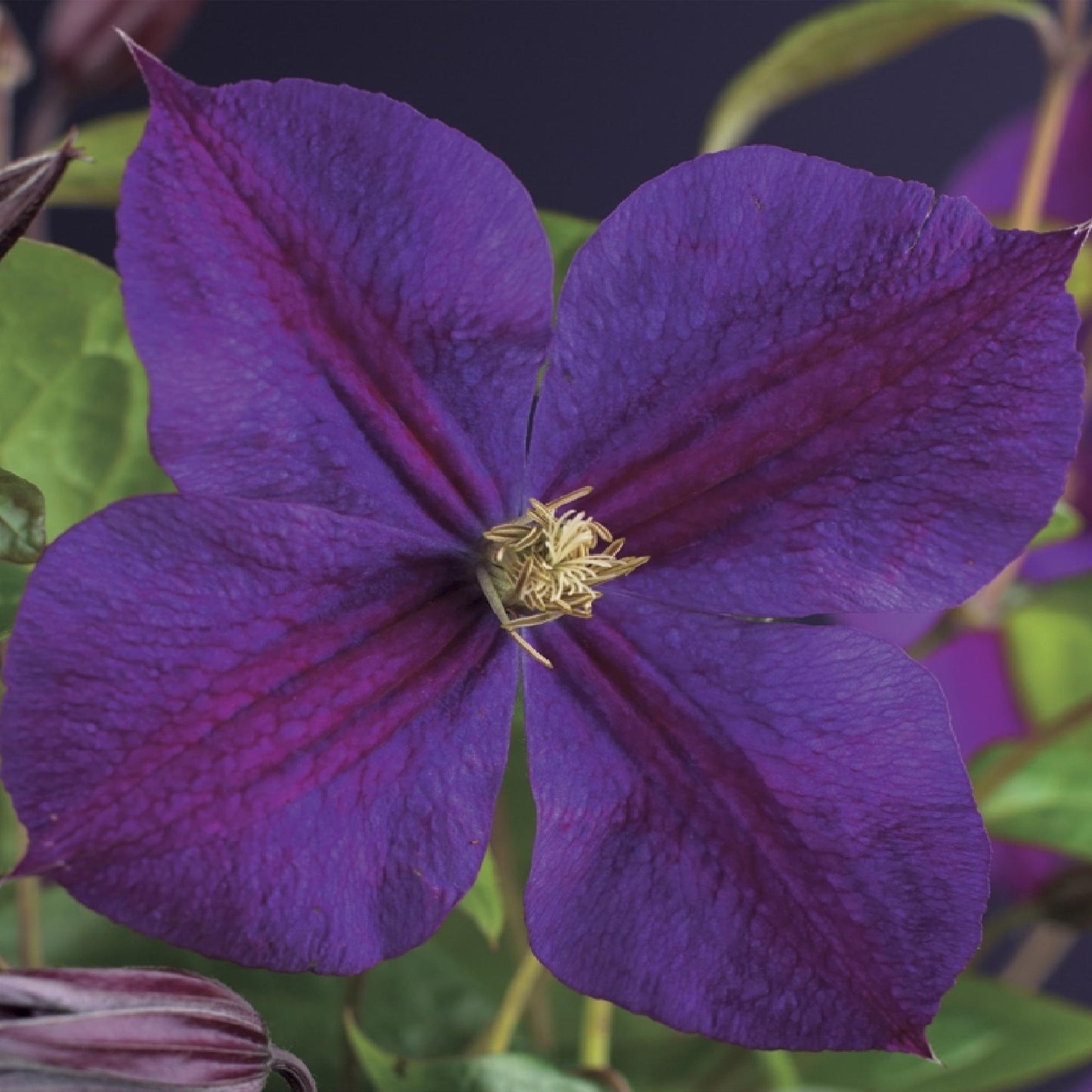 Kletterpflanze - Clematis Star of India - Blüte Rosa - Pflegeleicht - 2 Pflanzen - Topf 11cm Höhe 40cm