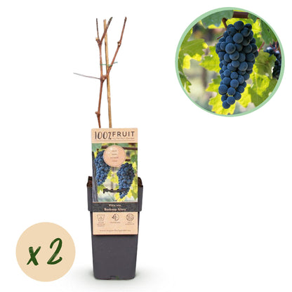 Obstpflanze - Vitis vinifera Boskoop Glory - Weinrebe - Winterhart - Blaue Traube - 2 Pflanzen - Topf 15cm - Höhe 50cm