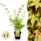 Japanischer Ahorn - Acer palmatum Summergold - Gelb - 2 Pflanzen - Laubabwerfend - Topf 19cm Höhe 70cm