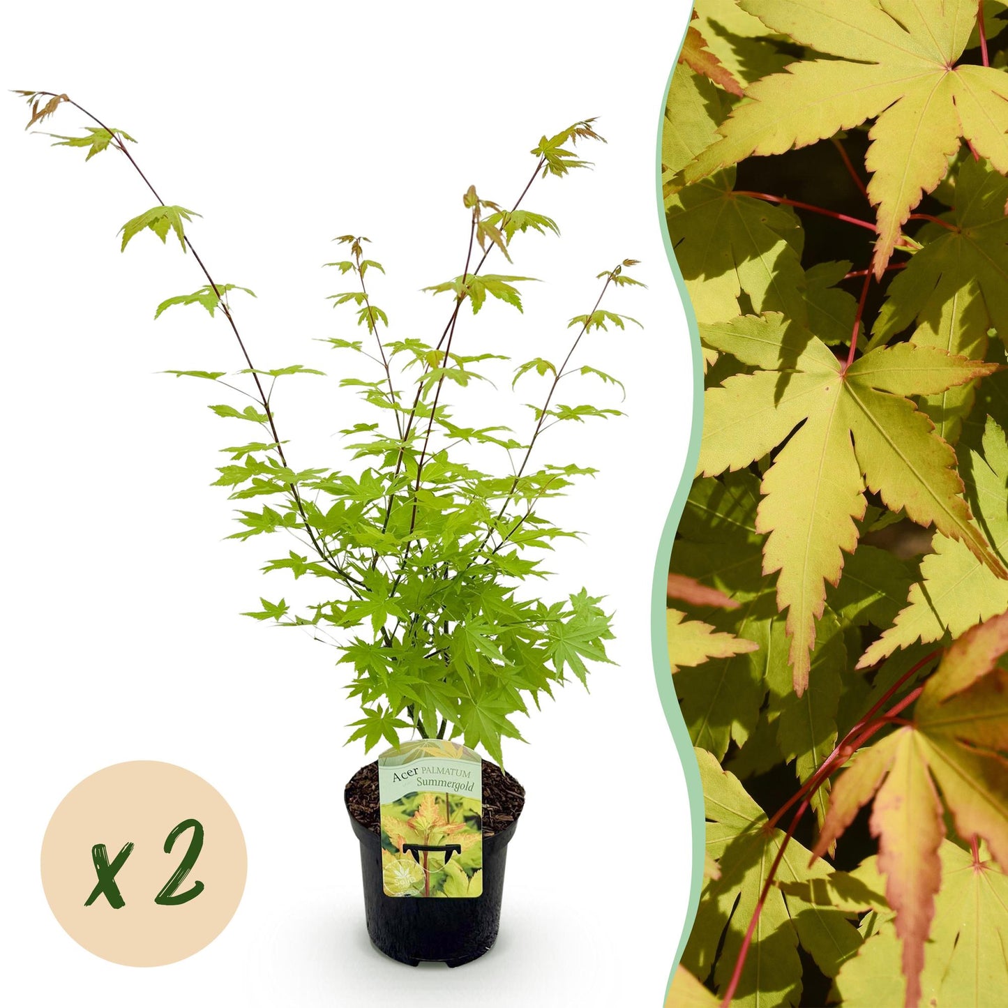 Japanischer Ahorn - Acer palmatum Summergold - Gelb - 2 Pflanzen - Laubabwerfend - Topf 19cm Höhe 70cm