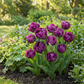 12x Tulipa Double Lilac - Gefüllte Flieder-Tulpe - Lila - Frühlingsblüher - Zwiebelgröße 11/12