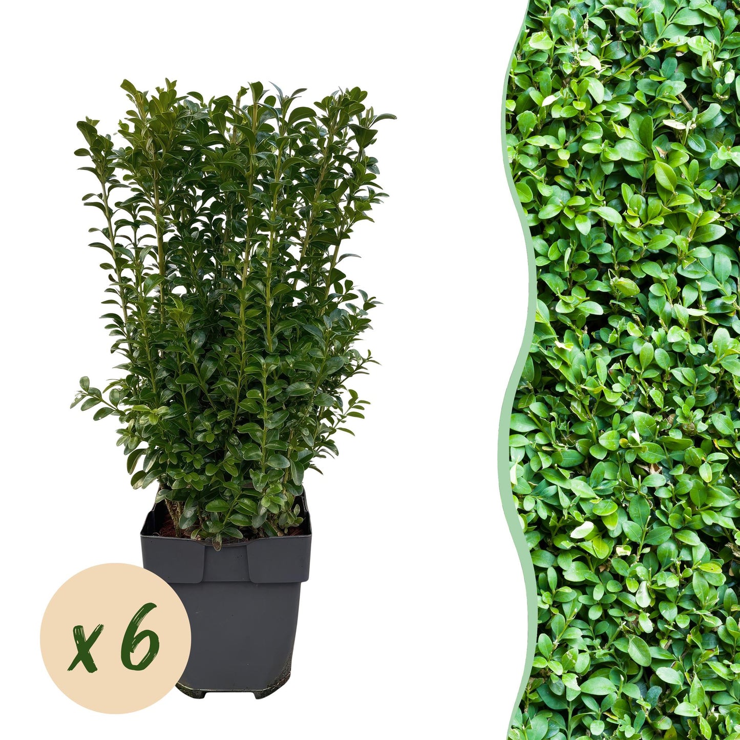 Heckenpflanzen - Buxus sempervirens - Blatt grün - 6 Pflanzen - 1 laufender Meter - immergrün - Topf 17cm Höhe 45cm