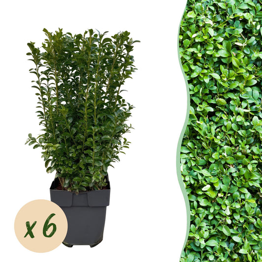 Heckenpflanzen - Buxus sempervirens - Blatt grün - 6 Pflanzen - 1 laufender Meter - immergrün - Topf 17cm Höhe 45cm
