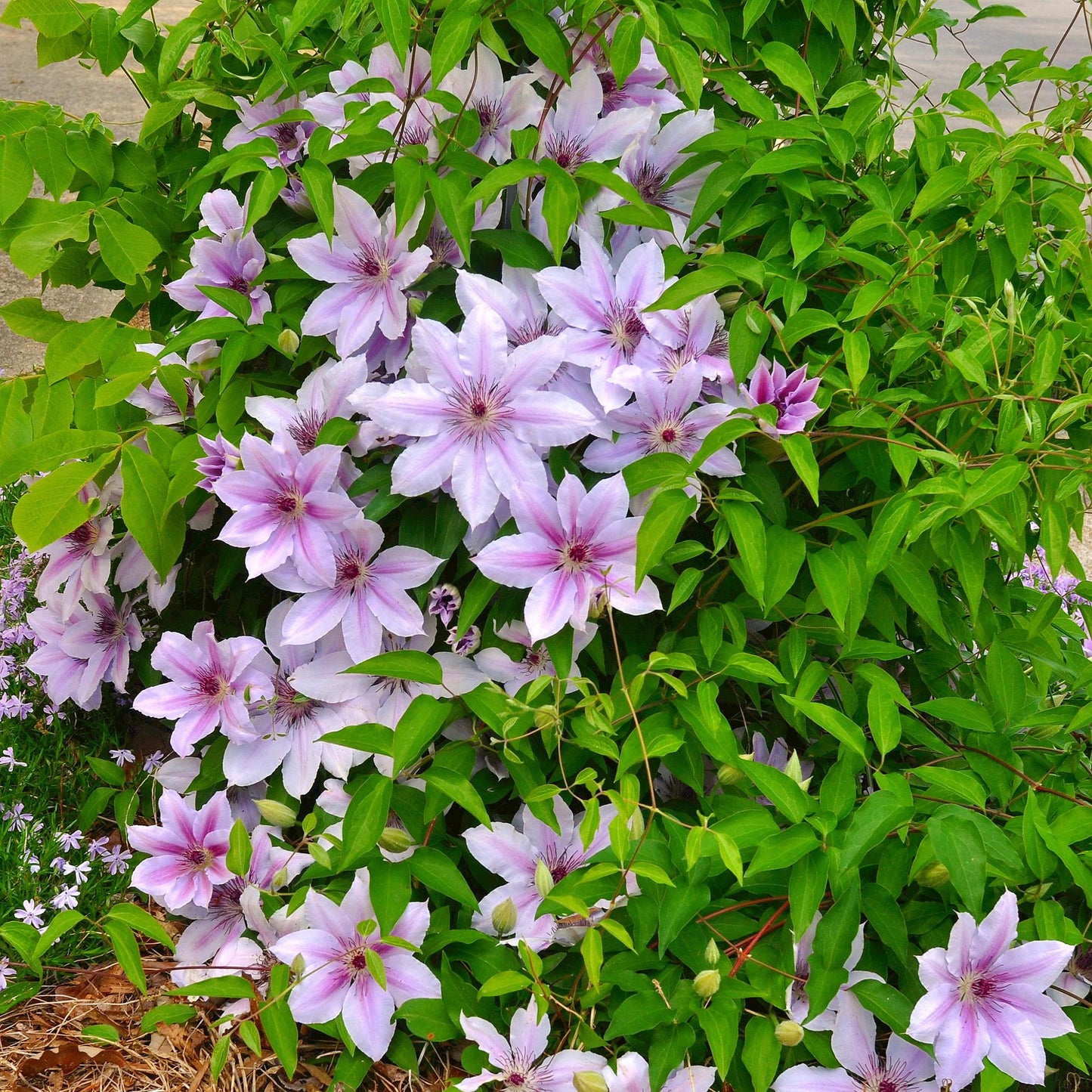 Kletterpflanze - Clematis Nelly Moser - Blüte Rosa - Wenig Pflege - 2 Pflanzen - Topf 11cm Höhe 40cm
