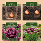 48x Tulipa Sweet Desire mix -  Miscellaneous - Spring bloomer
