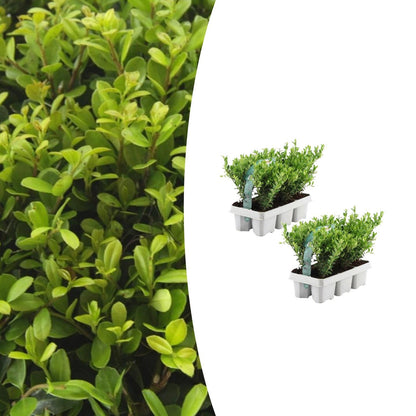 Ilex crenata 'Jenny' - 2 x 6 pack -  Ø7 cm - ↕15 cm