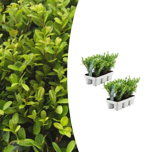Ilex crenata 'Jenny' - 2 x 6 pack -  Ø7 cm - ↕15 cm