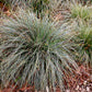 Ziergräser - Carex oshimensis Everest - Weiß und Grün - 1 Pflanze - Immergrün - Winterhart - Topf 17cm Höhe 50cm