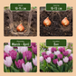 40x Tulipa Prince mix - Tulpe Prince mix - Diverses - Frühlingsblüher