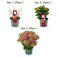 Hortensie - Hydrangea Magical Teusday & Saphire - Rot - 6-10 Blumen - Topf 23cm Höhe 55cm