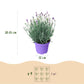 Lavandula angustifolia Munstead - Lavendel - Winterhart - Lila - 6 Pflanzen - Topf 12cm - Höhe 15-25cm