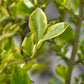 Heckenpflanzen - Ligustrum ovalifolium Aureum - Blätter gelb grün - 8 Pflanzen - 1 laufender Meter - immergrün - Topf 9cm Höhe 35-40cm