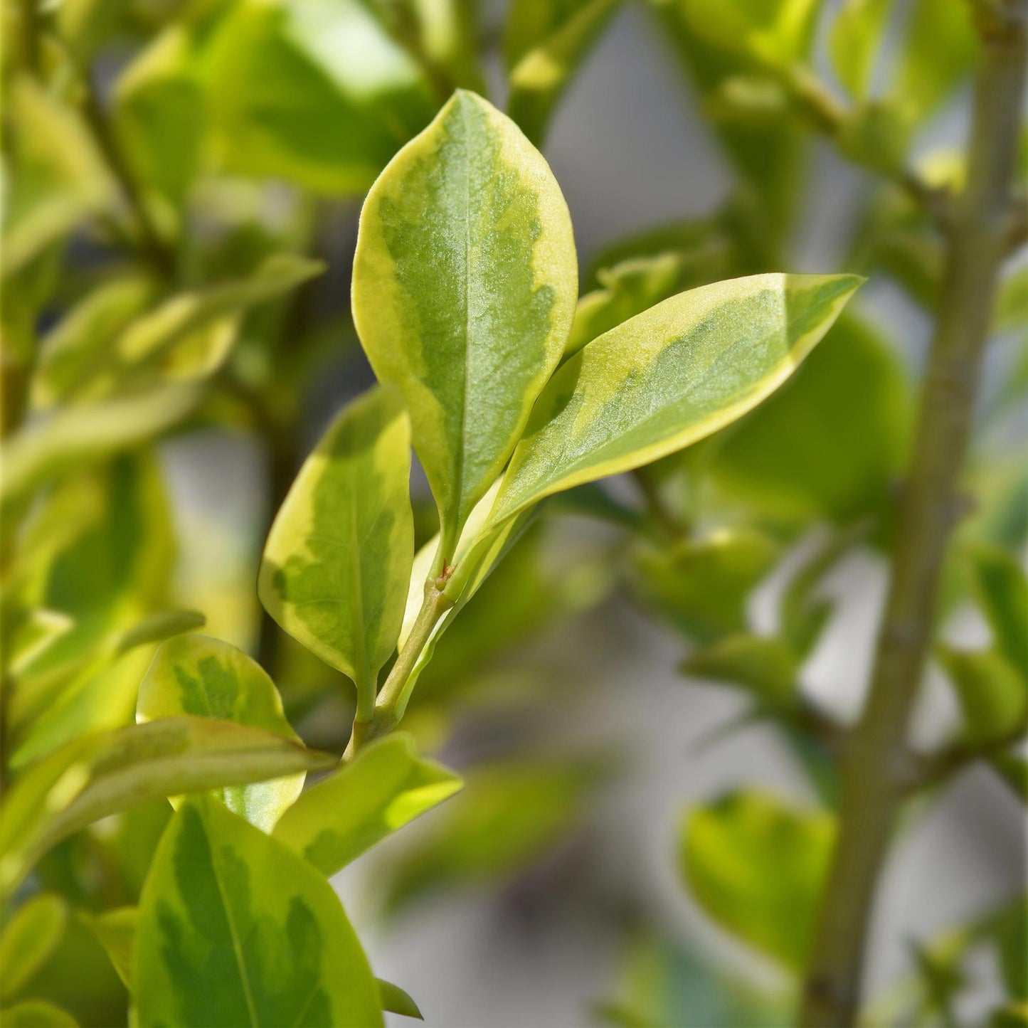 Heckenpflanzen - Ligustrum ovalifolium Aureum - Blätter gelb grün - 8 Pflanzen - 1 laufender Meter - immergrün - Topf 9cm Höhe 35-40cm