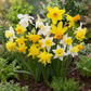 20x Narcissus Botanical Mix - Botanische Narzissenmischung - Gelb und Weiß - Verwilderungszwiebel - Zwiebelgröße 10/12