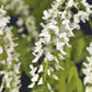Blauregen - Wisteria floribunda Alba - Blüte Weiß - 1 Pflanze - Topf 11cm Höhe 40cm
