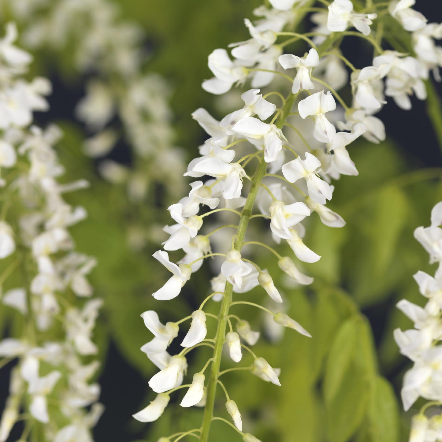 Blauregen - Wisteria floribunda Alba - Blüte Weiß - 1 Pflanze - Topf 11cm Höhe 40cm