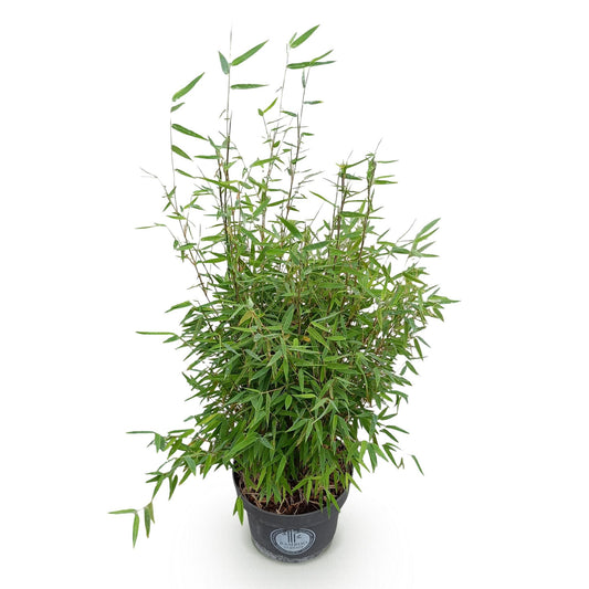 Gräser - Fargesia nitida Red Dragon - Bambus - Rutenlos - Grün - 1 Pflanze - Topf 23 cm - Höhe 80 cm