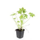 24x Geranium macrorrhizum - ↕10-25cm - Ø9cm